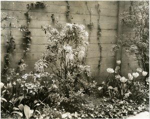 Mr & Mrs John Morgan, 39 W 11 St Center Andromeda plant, Greenwich Village, New York, USA, ca 1939-40 (gelatinsilverfoto) av Jessie Tarbox Beals