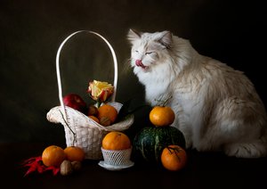 Höstfruktstilleben med katt