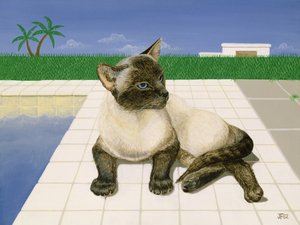 Siamese katt vid en pool