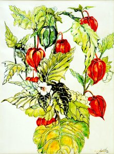 Chinese Lantern Spray, 2005, (vattenfärg) av Joan Thewsey