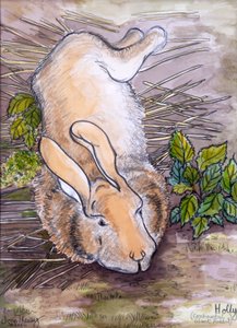 Holly, the Giant Continental Rabbit, 2002, (penna och akvarell) av Joan Thewsey