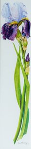 Iris med tre knoppar, 2010, akvarell av Joan Thewsey