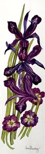 Iris och primörer (akvarell) av Joan Thewsey