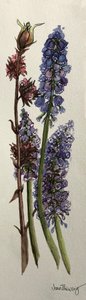 Muscari och Viburnum bodnantense (akvarell) av Joan Thewsey