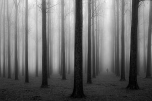 Den mystiska dimmiga skogen av Jochen Bongaerts
