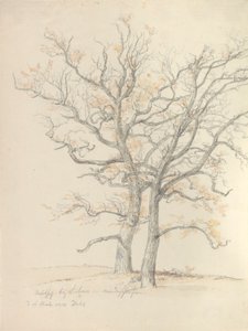 Två ekar av Johan Christian Dahl