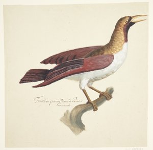 Fågel