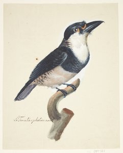 Fågel