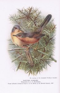 Dartford Warblers, Nature in Britain publicerad av Collins, 1946