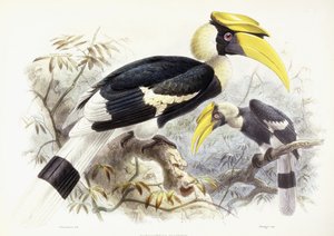 Dichocerus bicornis, 1876-1882
