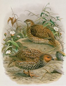 Nya Zeeländsk vaktel, illustration från "A History of the Birds of New Zealand" av W.L. Buller, 1887-88 (kromolit)