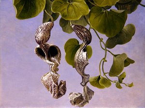 Osterluzei-blommor (Aristolochia Cymbifera)
