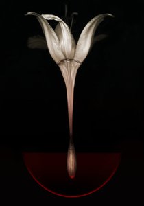 Blödande lilja, 2013 (fotografi) av Johan Lilja
