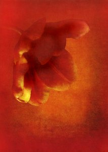 Blomma i rött, 2016 digital fotokonst)