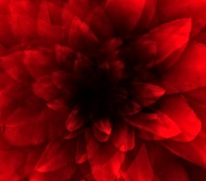 Blomsterröd nyans, 2016 (digitalt konsttryck) av Johan Lilja