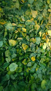 Leaf, 2018 (fotomanipulation) av Johan Lilja