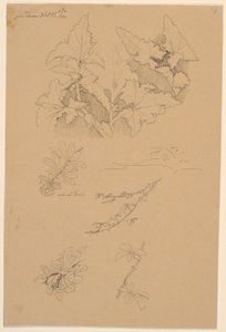 Blad- och blomstudier av Johan Thomas Lundbye