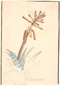 Blommande aloe av Johan Thomas Lundbye