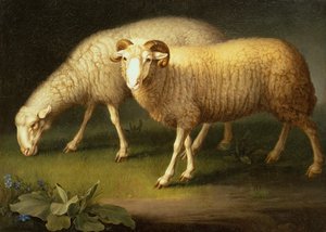 En bagge och får (olja på duk)