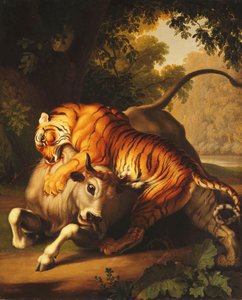 En tiger attackerar en tjur, 1785