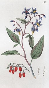Bitterljuva Solanum dulcamara, 1804-1811