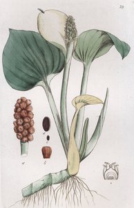 Bog Arum Calla myrar, 1804-1811