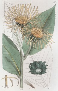 Elecampane Inula helenium, 1804-1811