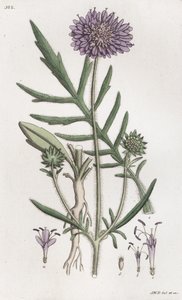 Åkerskabb Knautia arvensis, 1804-1811