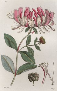 Kaprifol Lonicera periclymenum, 1804-1811