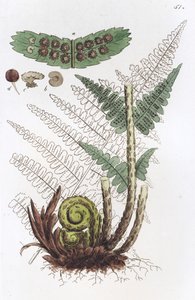 Hane Fern Dryopteris filix-mas, 1804-1811