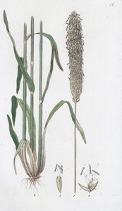 Ängsrävsvans Alopecurus pratensis, 1804-1811