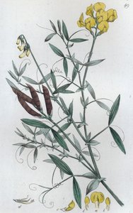 Ängsvicker Lathyrus pratensis, 1804-1811
