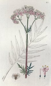 Valeriana Valeriana officinalis, 1804-1811