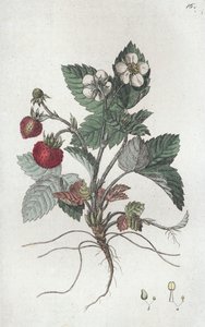 Vildsmultron Fragaria vesca, 1804-1811