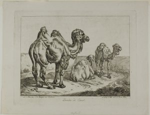 Dromedar och kamel av Johann Adam Klein
