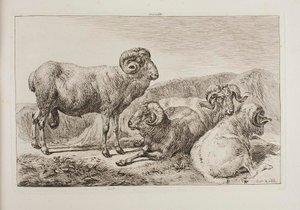 Merinovädurar av Johann Adam Klein