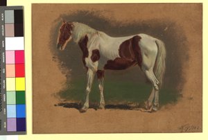 Pferdestudie av Johann Adam Klein