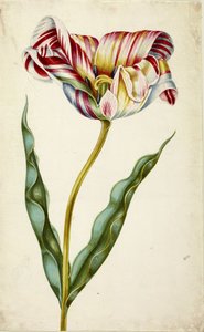 Tulpan, c. 1660. av Johann Bartholomäus Braun