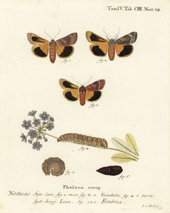 Bredkantad gul undervinge, Noctua fimbriata. Handkolorerad kopparstick av Johann Carl Bock efter Eugenius Johann Christoph Espers Fjärilarna i illustrationer från naturen, Erlangen av Johann Carl Bock