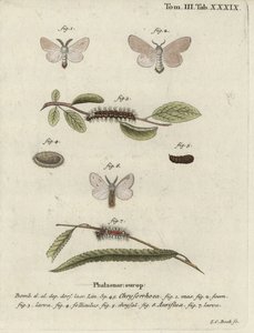 Brunstjärtfjäril, Euproctis chrysorrhoea. av Johann Carl Bock