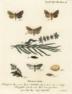 Borrad mässingsfjäril, Diachrysia chrysitis 1-5, och grön silver-spangled haj, Cucullia argentea 6-9. Handkolorerad kopparstick av Johann Carl Bock efter Eugenius Johann Christoph Espers Fjärilarna i illustrationer från naturen, Erlange