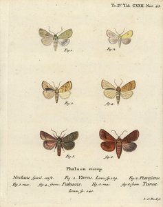 Burren green, Calamia tridens 1, gul, Xanthia icteritia 2, vinkelrandig vit, Enargia paleacea 3,4 och dubbellinje, Mythimna turca 5,6. Handkolorerad kopparstick av Johann Carl Bock efter Eugenius Johann Christoph Espers Die Schmetterlinge av Johann Carl Bock