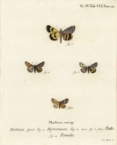 Catocala hymenaea 1, Amerila puella 2,3 och Isturgia famula moths 4. Handkolorerad kopparstick av Johann Carl Bock efter Eugenius Johann Christoph Espers Fjärilarna i illustrationer efter naturen, Erlangen av Johann Carl Bock
