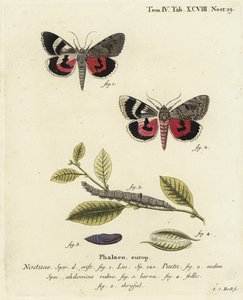 Catocala pacta nattfjäril. Handkolorerad kopparstick av Johann Carl Bock efter Eugenius Johann Christoph Espers Fjärilarna i illustrationer från naturen, Erlangen av Johann Carl Bock