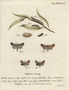 Choklad-spets nattfjärilar. av Johann Carl Bock