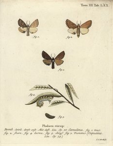 Coxcomb framträdande, Ptilodon capucinus. av Johann Carl Bock