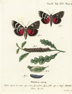 Mørk karmosinrød undervinge, Catocala sponsa. Håndkoloreret kobberstik af Johann Carl Bock efter Eugenius Johann Christoph Espers Sommerfuglene i billeder fra naturen, Erlangenswed av Johann Carl Bock