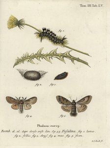 Mörk tuva, Dicallomera fascelina. av Johann Carl Bock