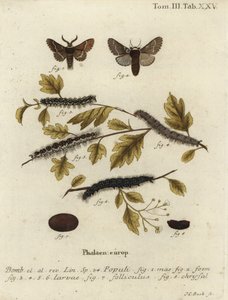 Decemberfjäril, Poecilocampa populi. av Johann Carl Bock