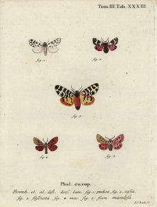 Diskret chaperon och tigerfjärilar. av Johann Carl Bock